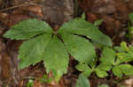 Canadian blacksnakeroot